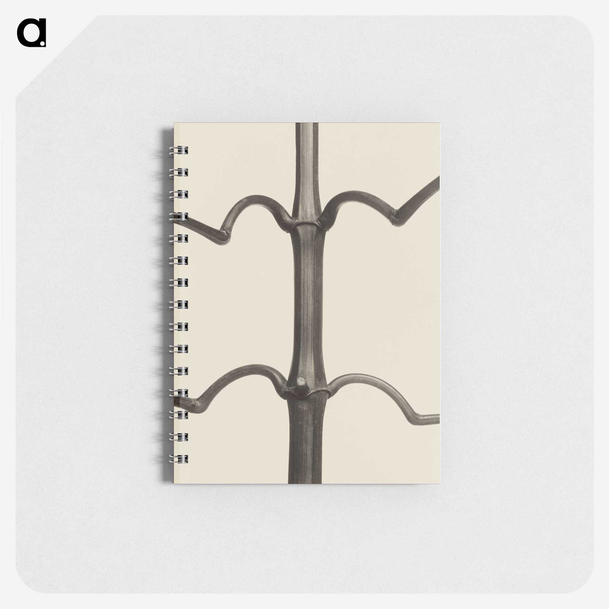 1-52_Karl-Blossfeldt_memo