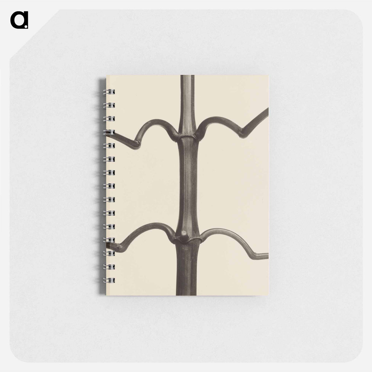 Impatiens glandulifera - カール ブロスフェルト Memo.