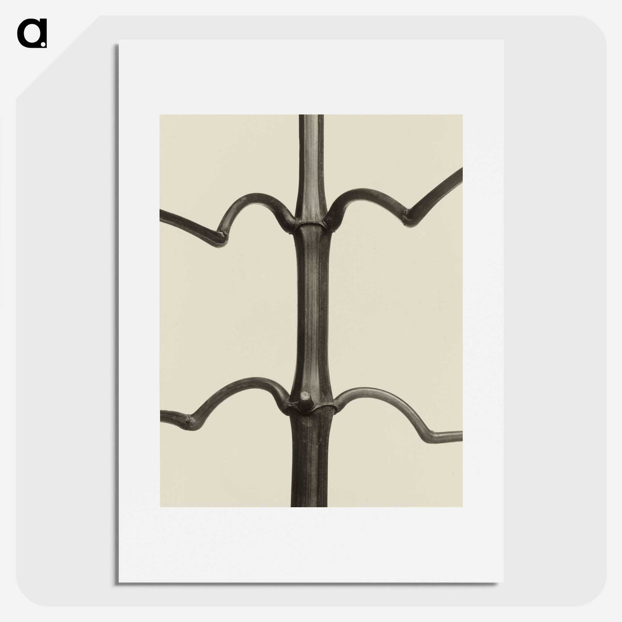 1-52_Karl-Blossfeldt_picture