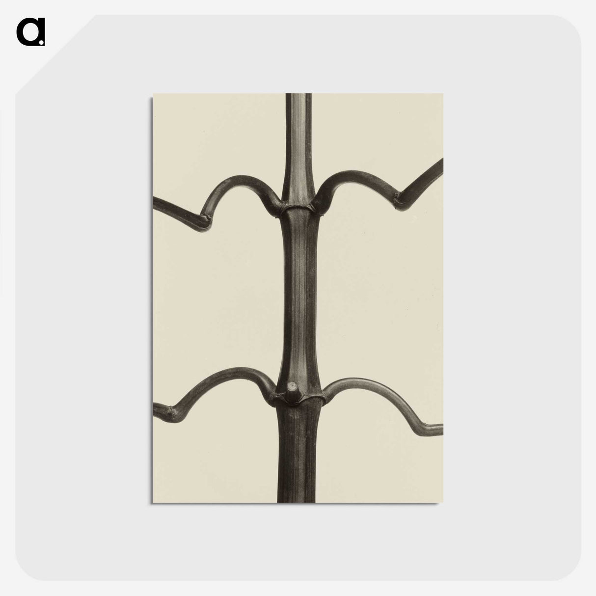 1-52_Karl-Blossfeldt_postcard