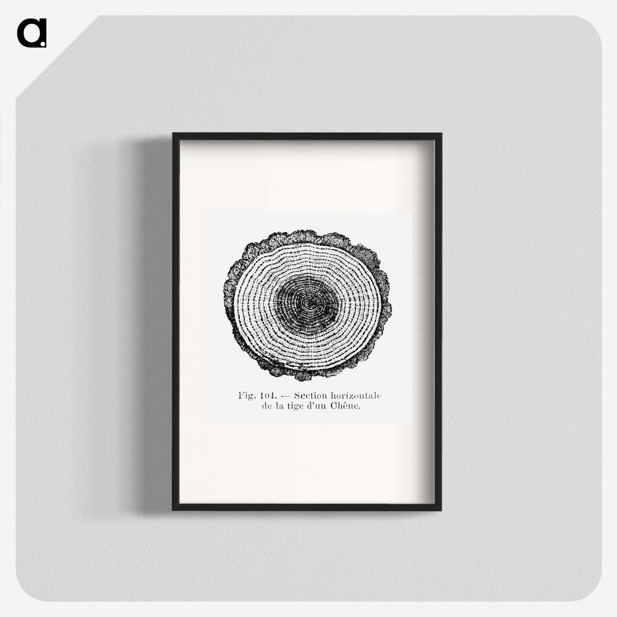 1-52_Les-Palmiers-Histoire-Iconographique_blk