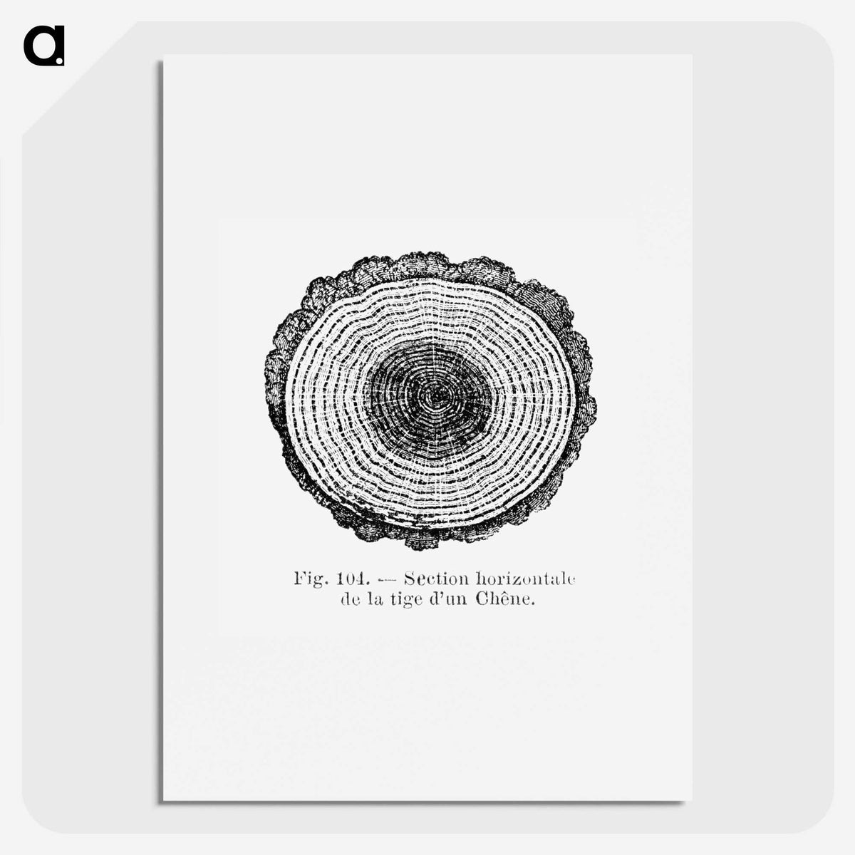 1-52_Les-Palmiers-Histoire-Iconographique_picture