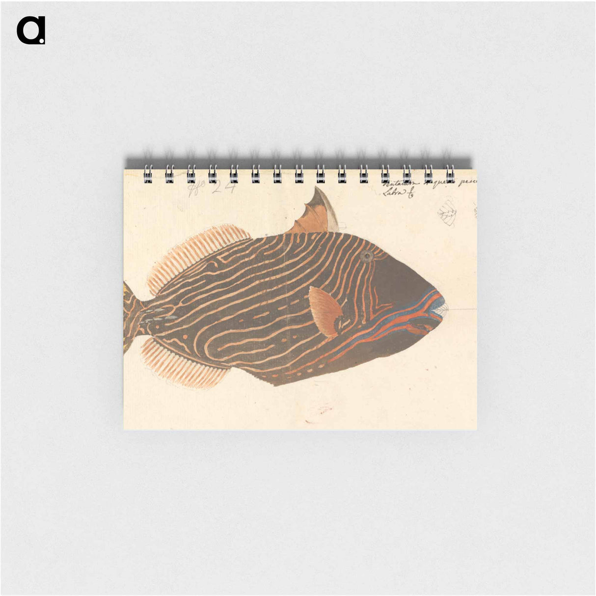 A Fish
- ルイージ バルガーニ Memo.