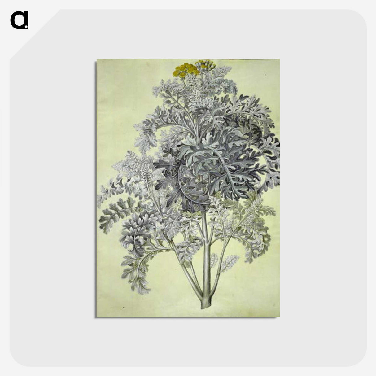 1-52_Maria-Sibylla-Merian_postcard