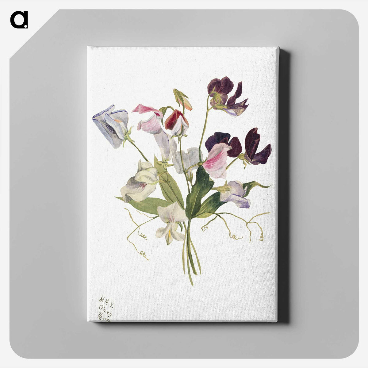 1-52_Mary-Vaux-Walcott_canvas