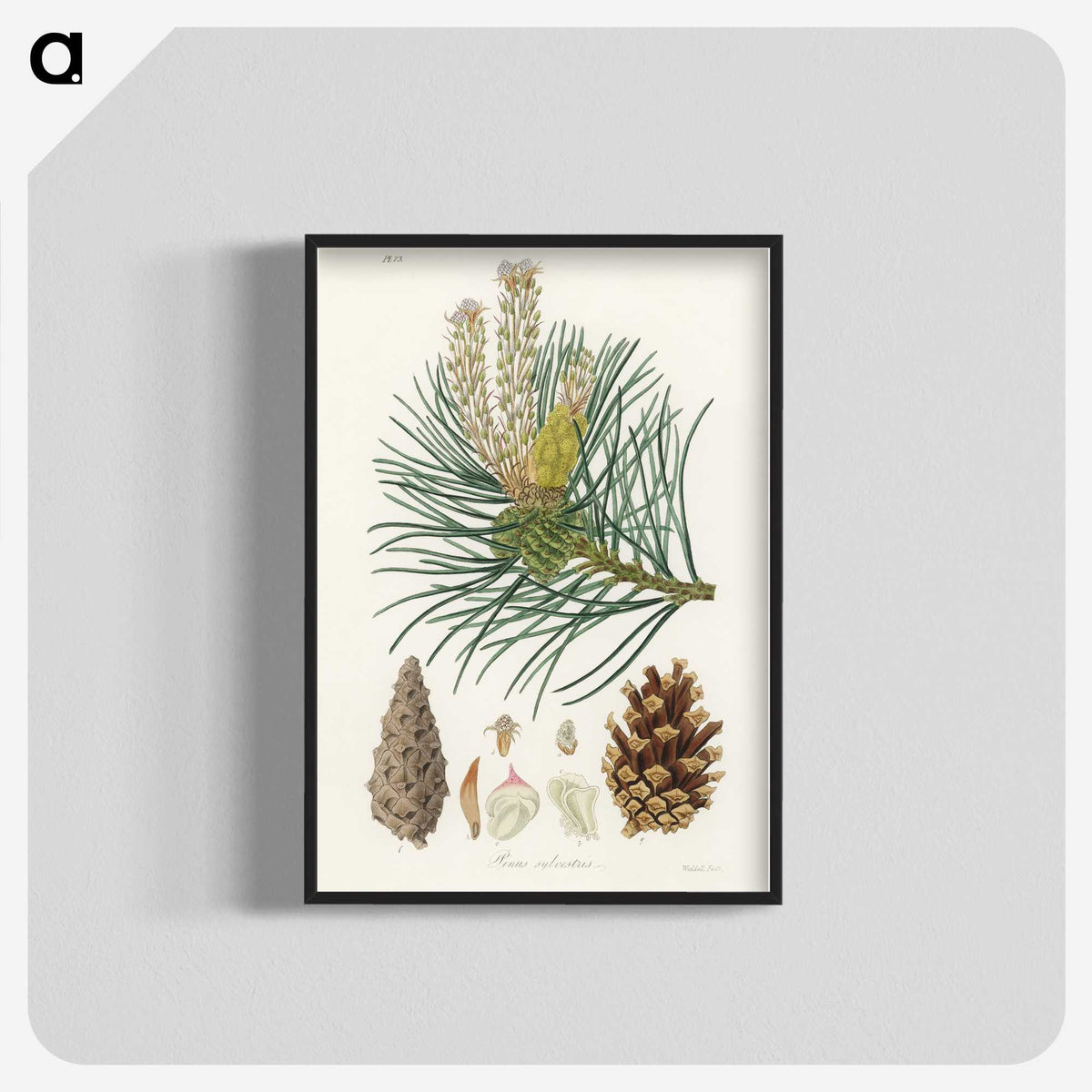 1-52_Medical-Botany_blk-crop
