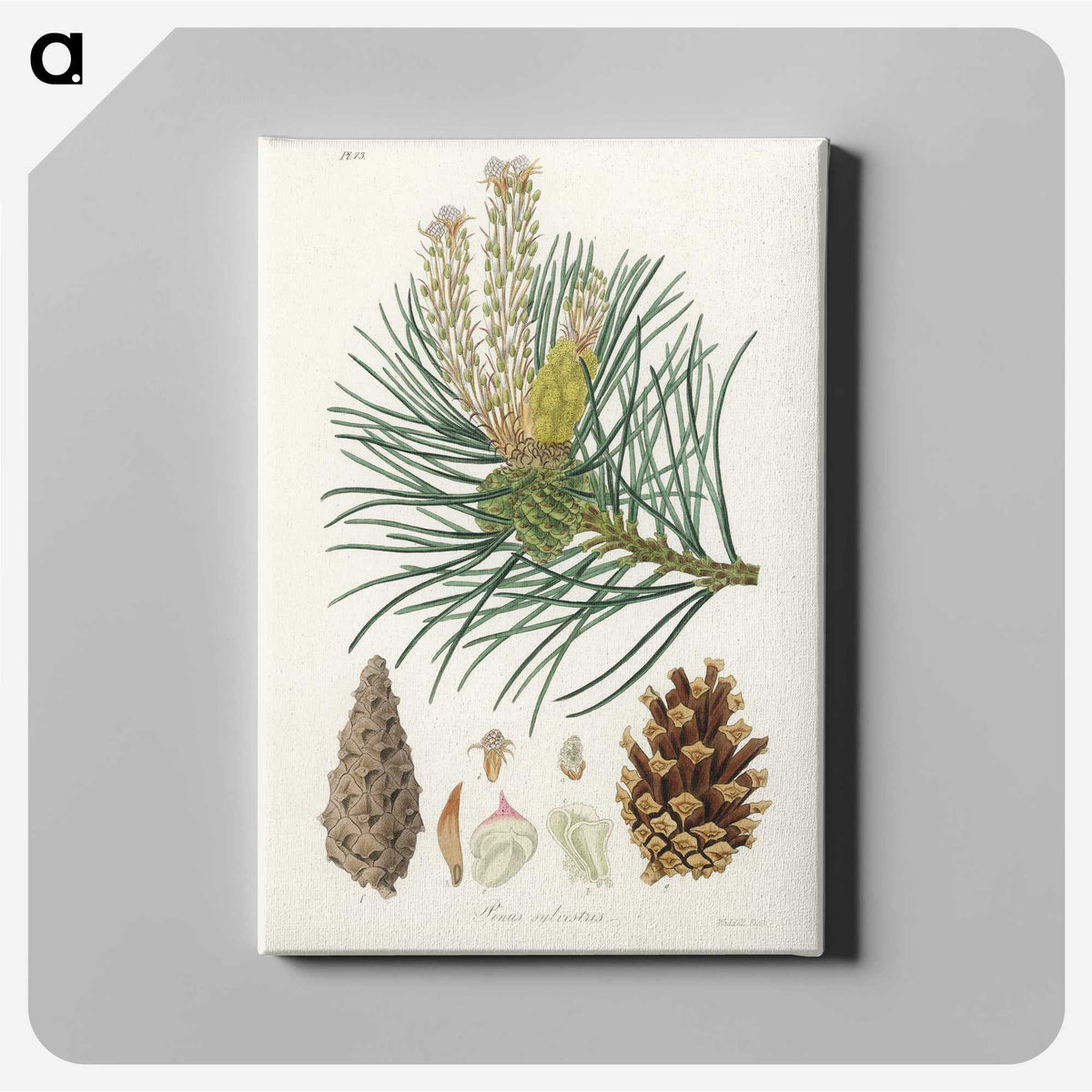 1-52_Medical-Botany_canvas