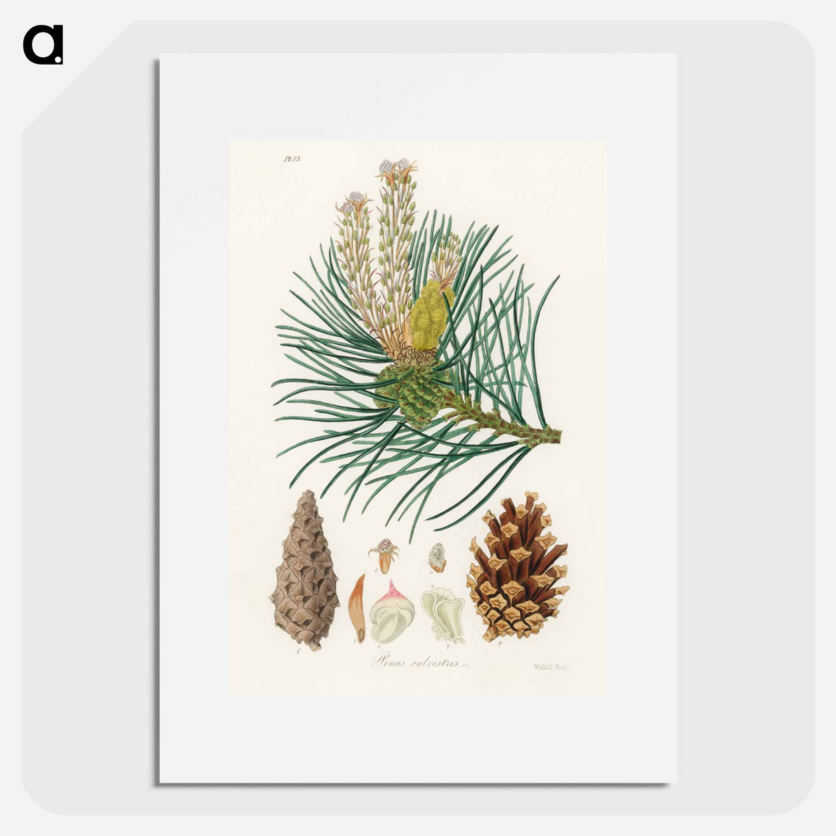アートポスター-Scots Pine Illustration
- 薬用植物学 Poster.