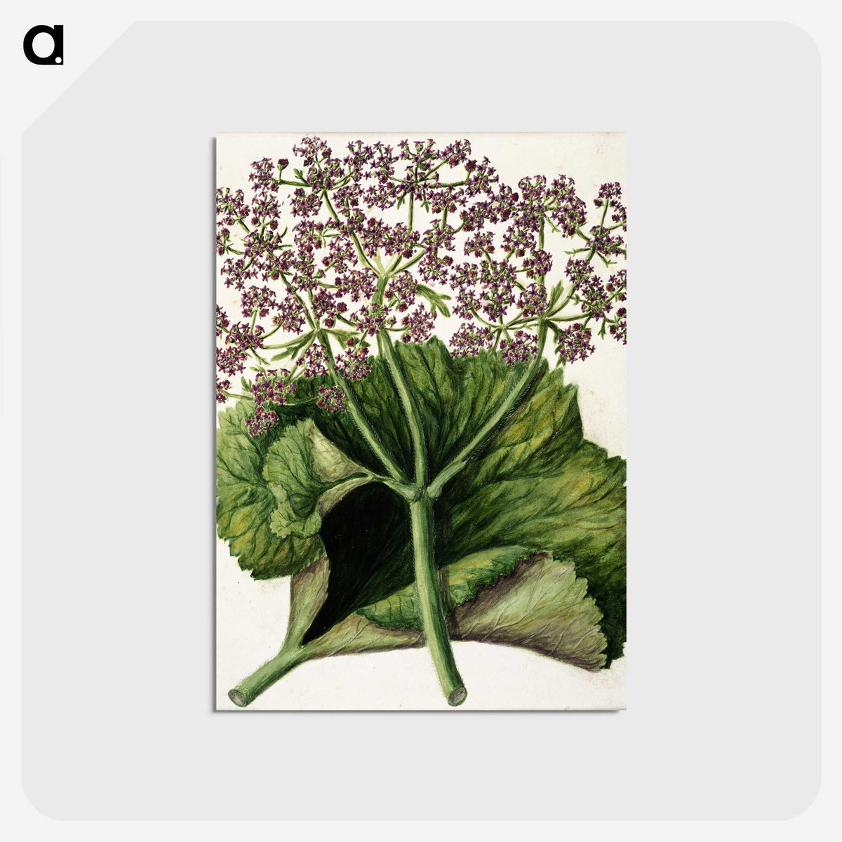 1-52_Native-Flowering-Plants-of-New-Zealand_postcard