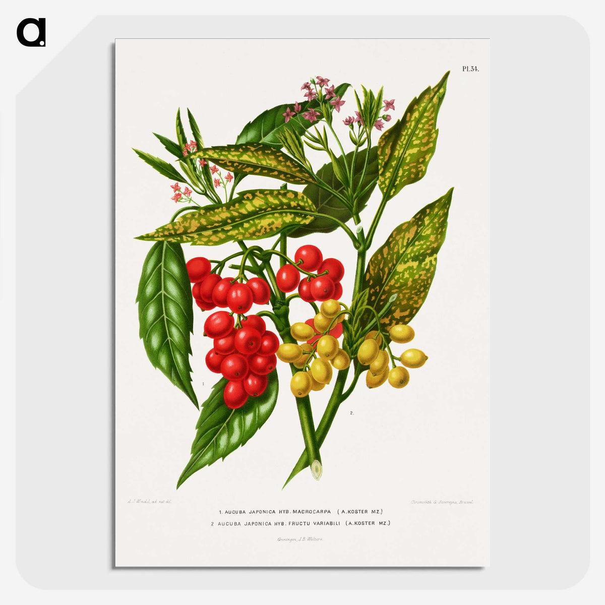 1-52_Nederlandsche-Flora-en-Pomona_picture-crop