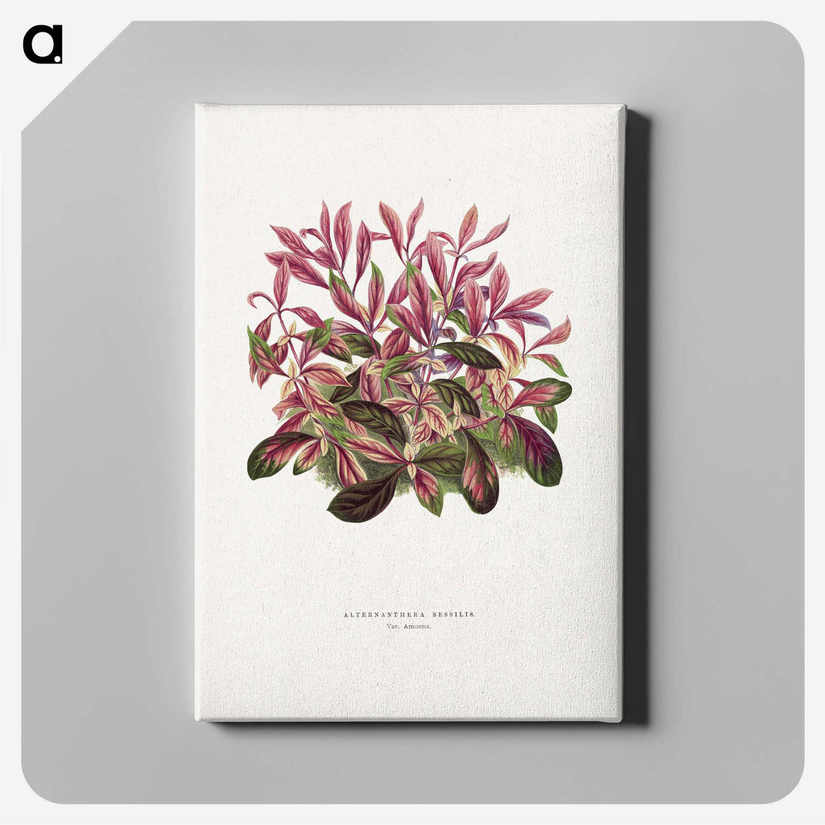 1-52_Plants-with-Colored-Foliage_canvas