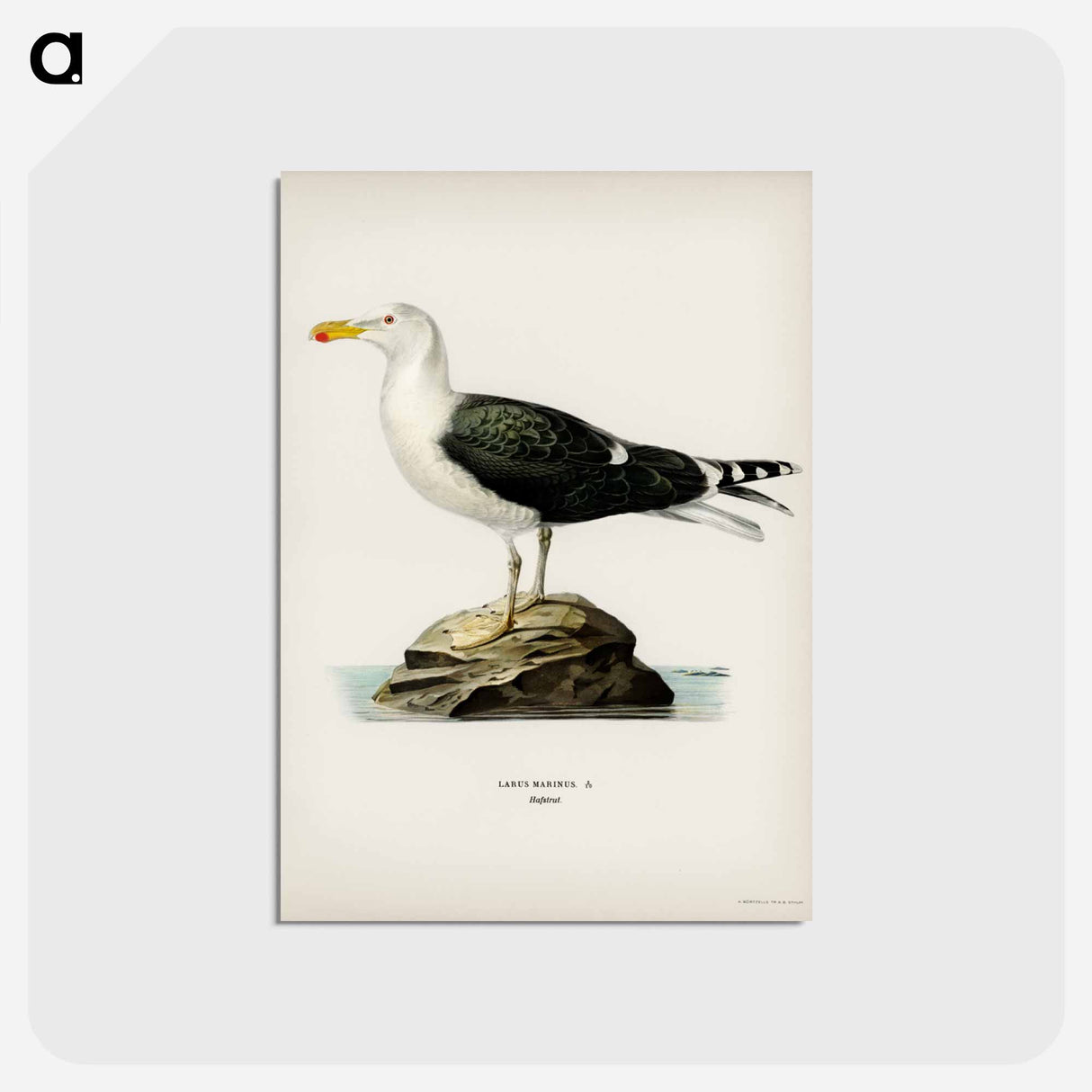 アートポストカード-Great Black-Backed Gull
- スヴェンスカ フォグラル Postcard.
