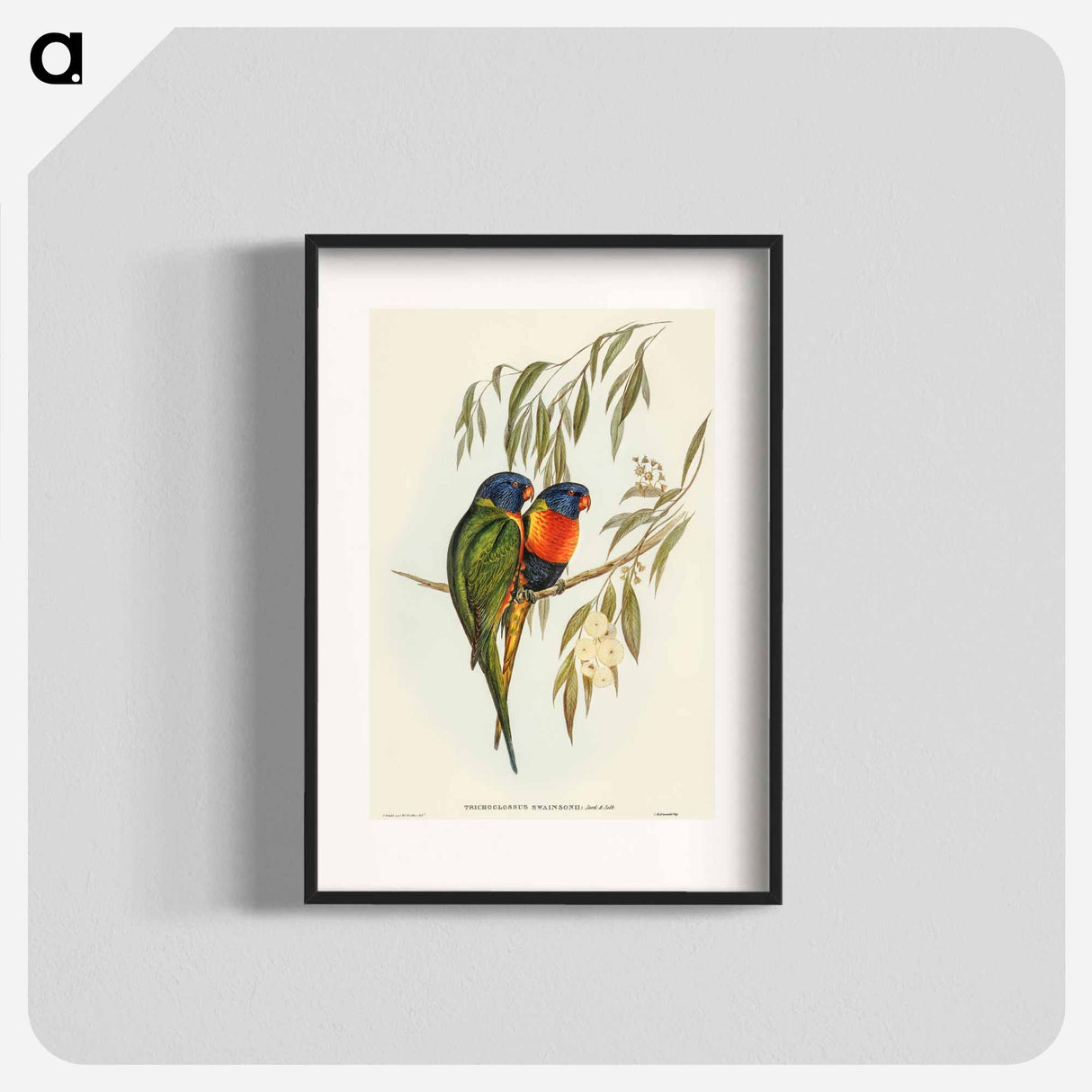 アートポスター-Swainson's Lorikeet
- オーストラリアの鳥 Poster.