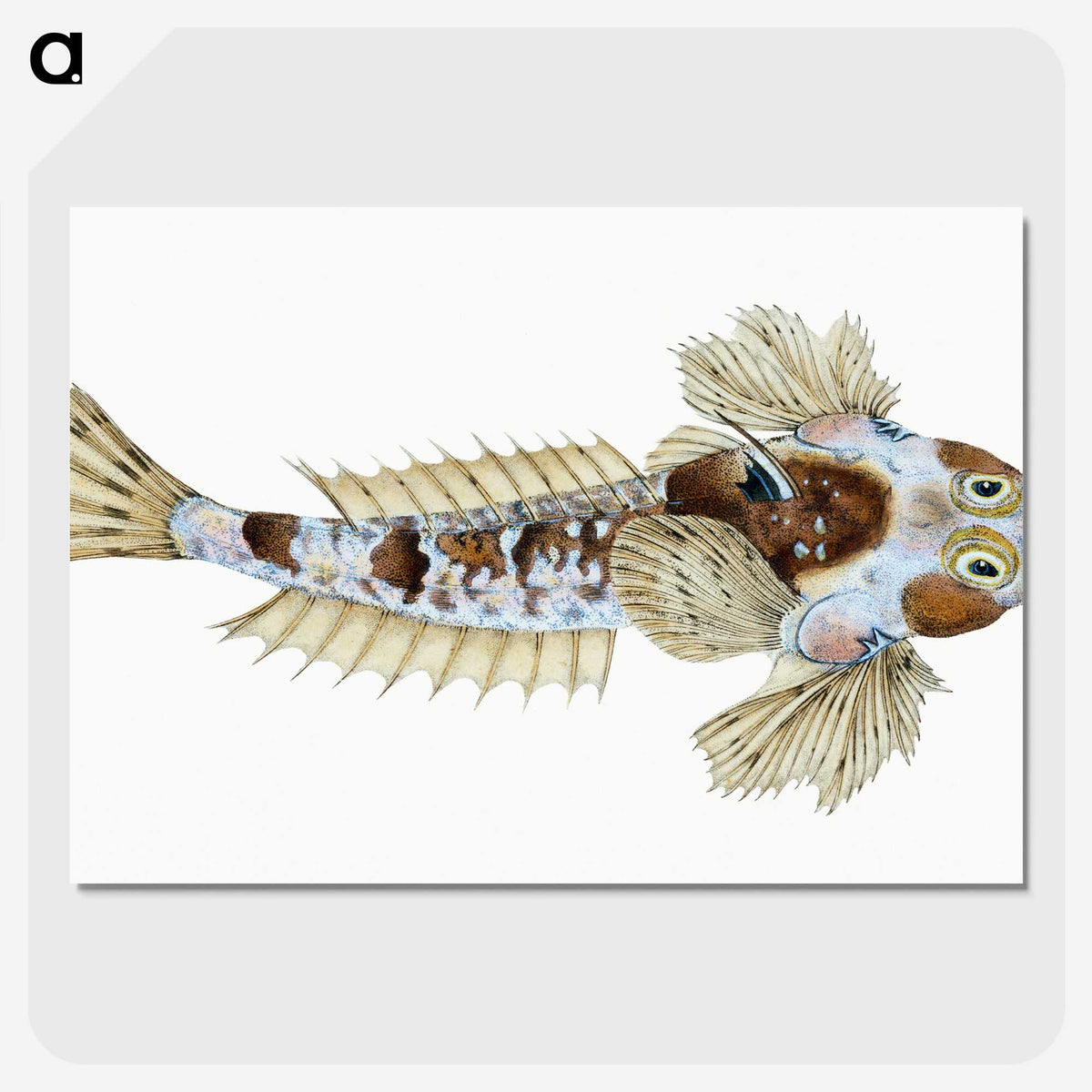 1-52_The-Natural-History-of-British-Fishes_picture-crop