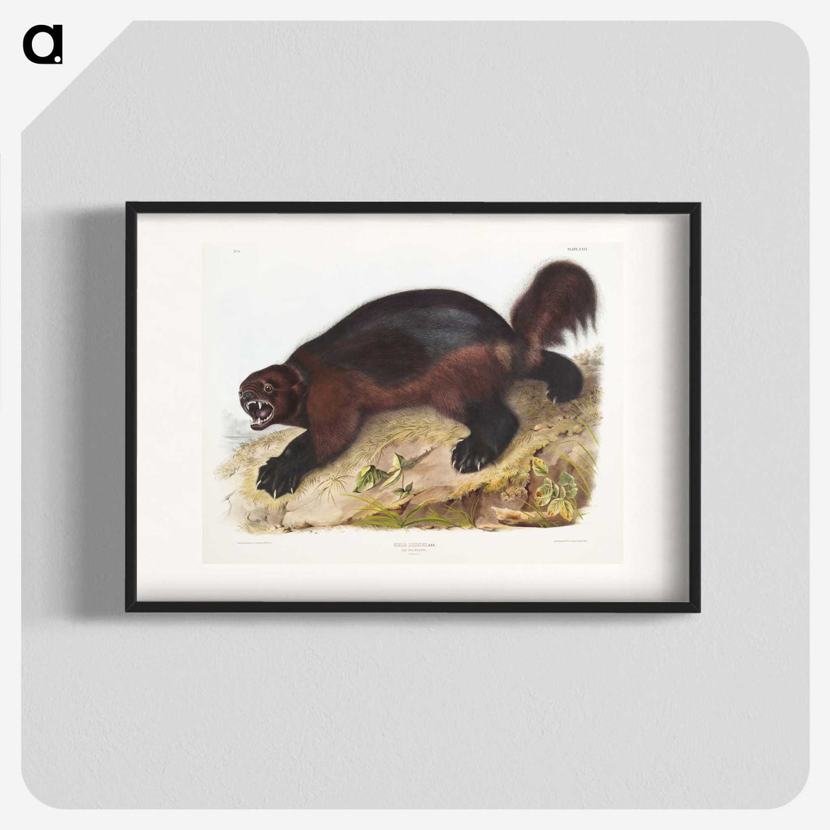 1-52_The-Viviparous-Quadrupeds_blk