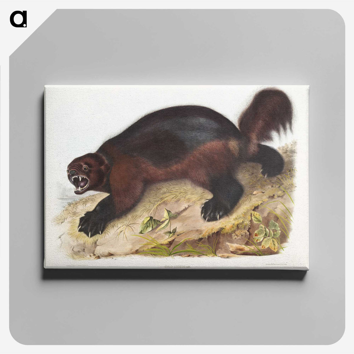 1-52_The-Viviparous-Quadrupeds_canvas