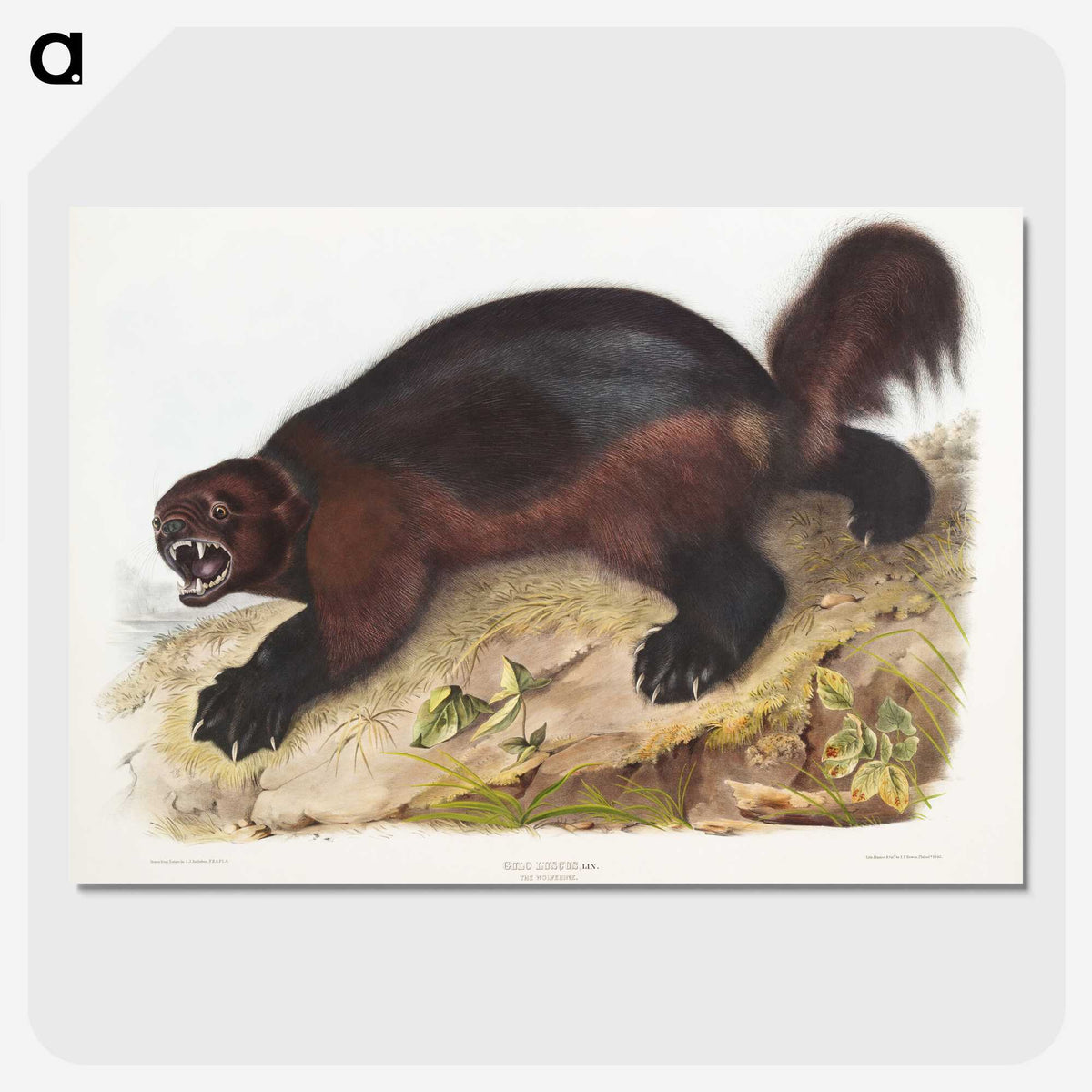 1-52_The-Viviparous-Quadrupeds_picture-crop