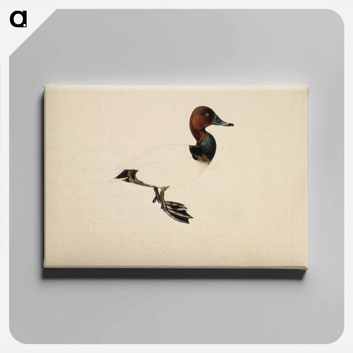 Common pochard - Wilhelm von Wright Canvas.