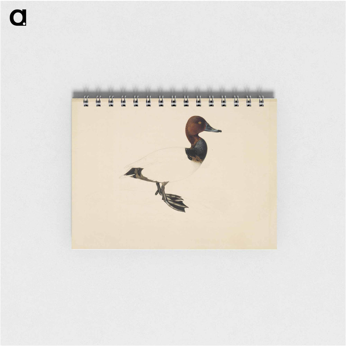 Common pochard - ヴィルヘルム フォン ライト Memo.