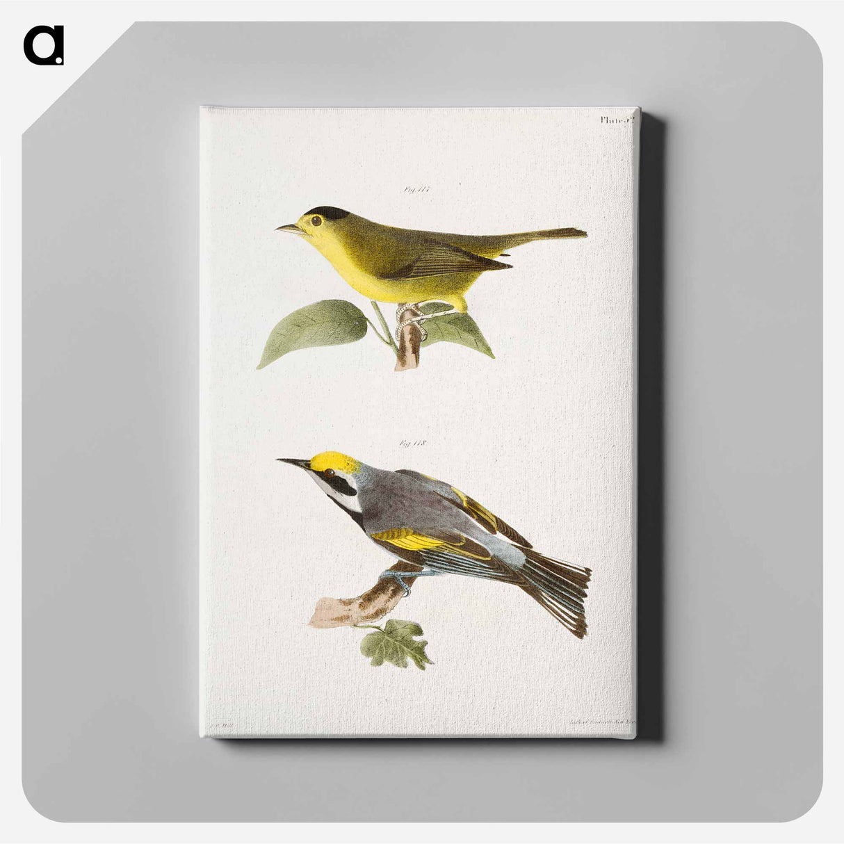 The Gren Black-capped Warbler (Wilsonia pusilla) 118. The Golden-winged Warbler (Vermivora chrysoptera) illustration from Zoology of New York by - ニューヨークの動物学 Canvas.