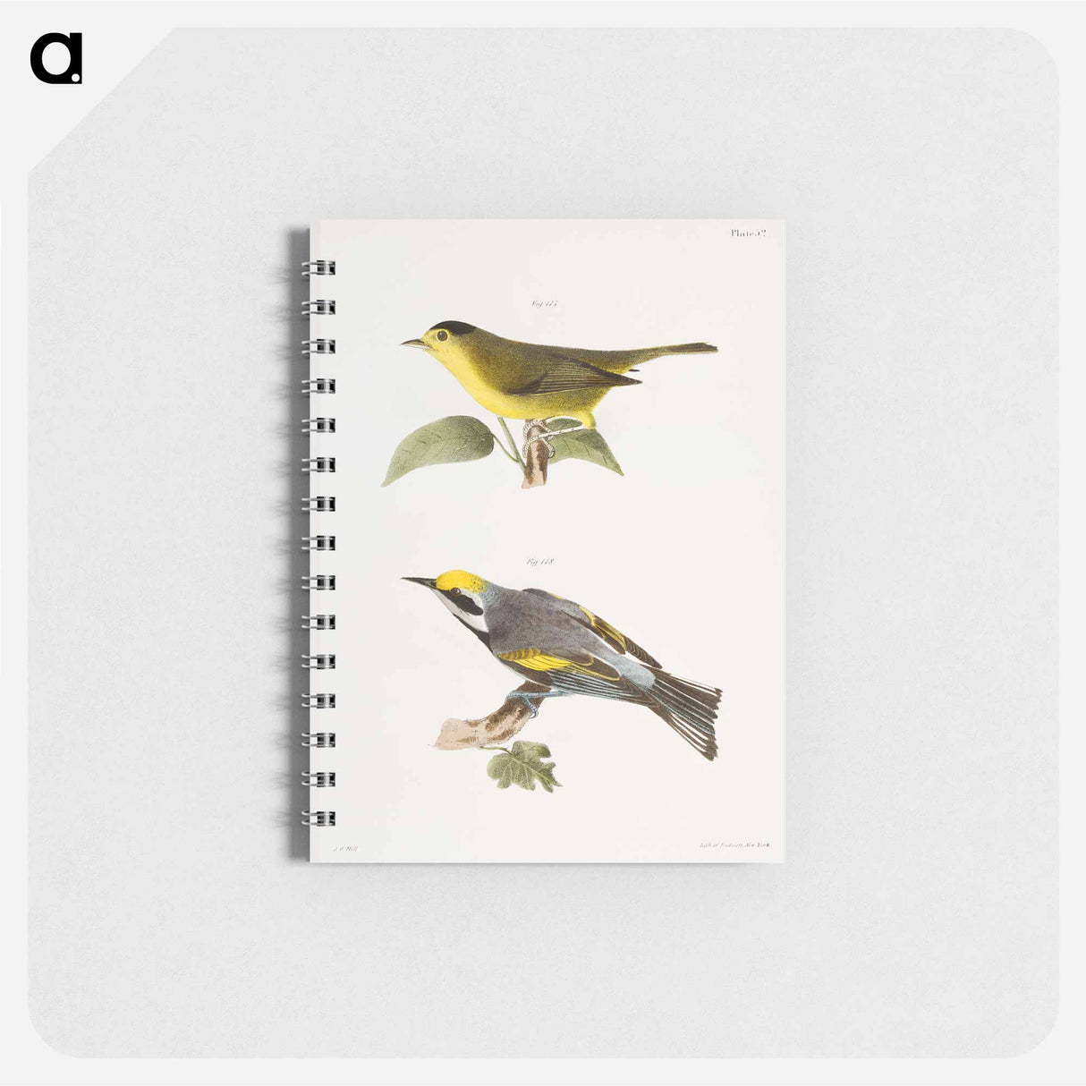 The Gren Black-capped Warbler (Wilsonia pusilla) 118. The Golden-winged Warbler (Vermivora chrysoptera) illustration from Zoology of New York by - ニューヨークの動物学 Memo.