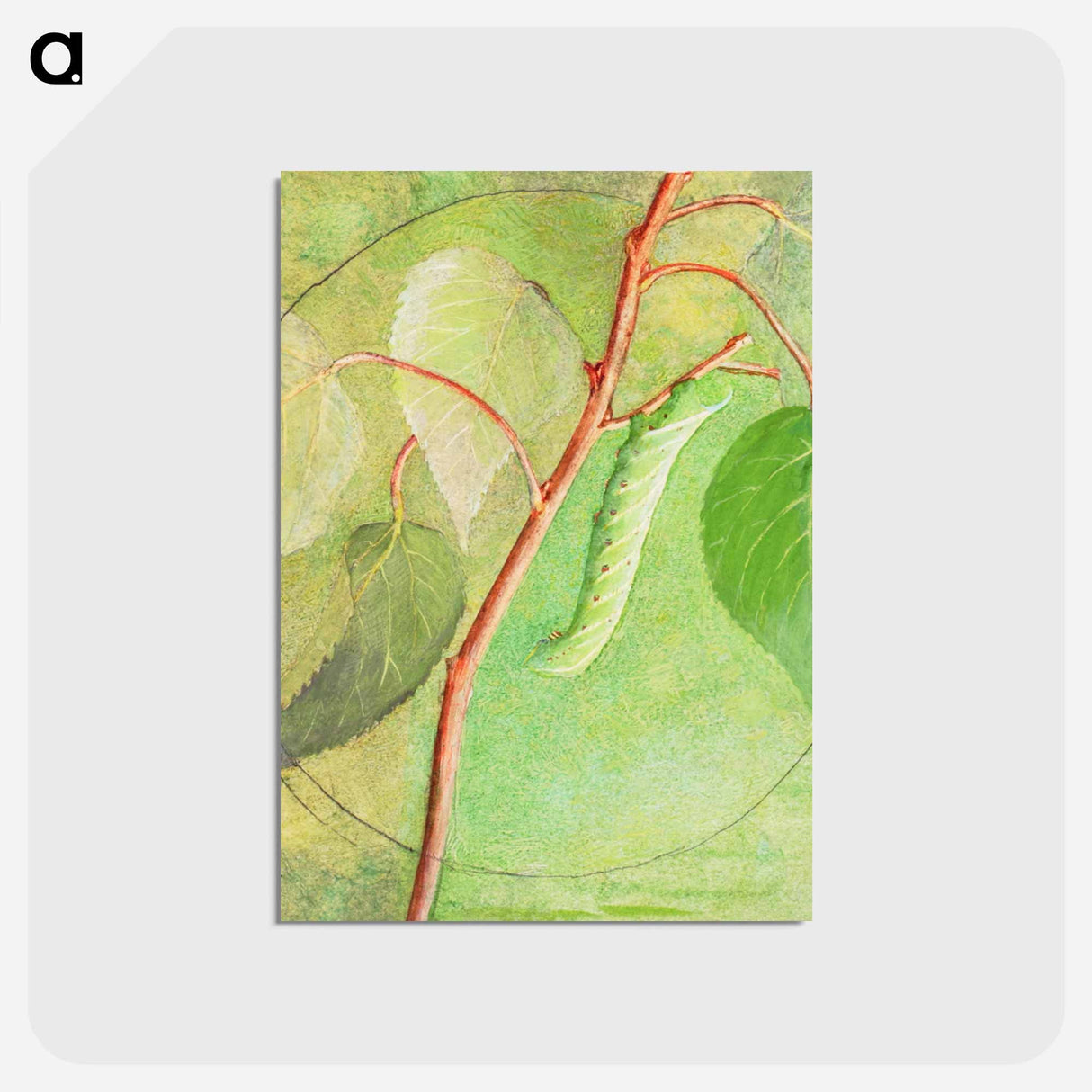 アートポストカード-Sphinx Caterpillar - アボット ハンダーソン セイヤー Postcard.