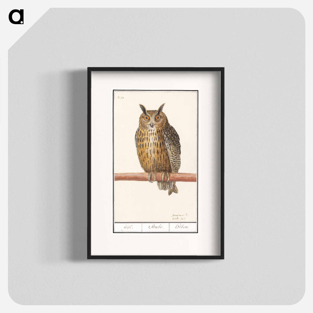 Long-eared owl - アンセルムス ボエティウス デ ブート Poster.