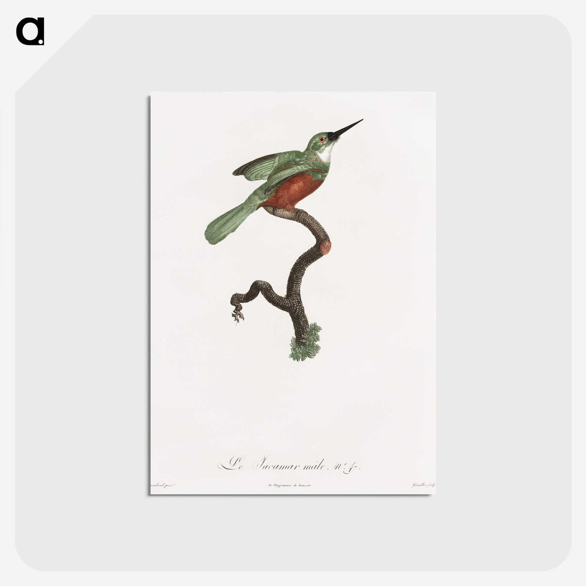 1-53_Des-Oiseaux-de-Paradis_postcard