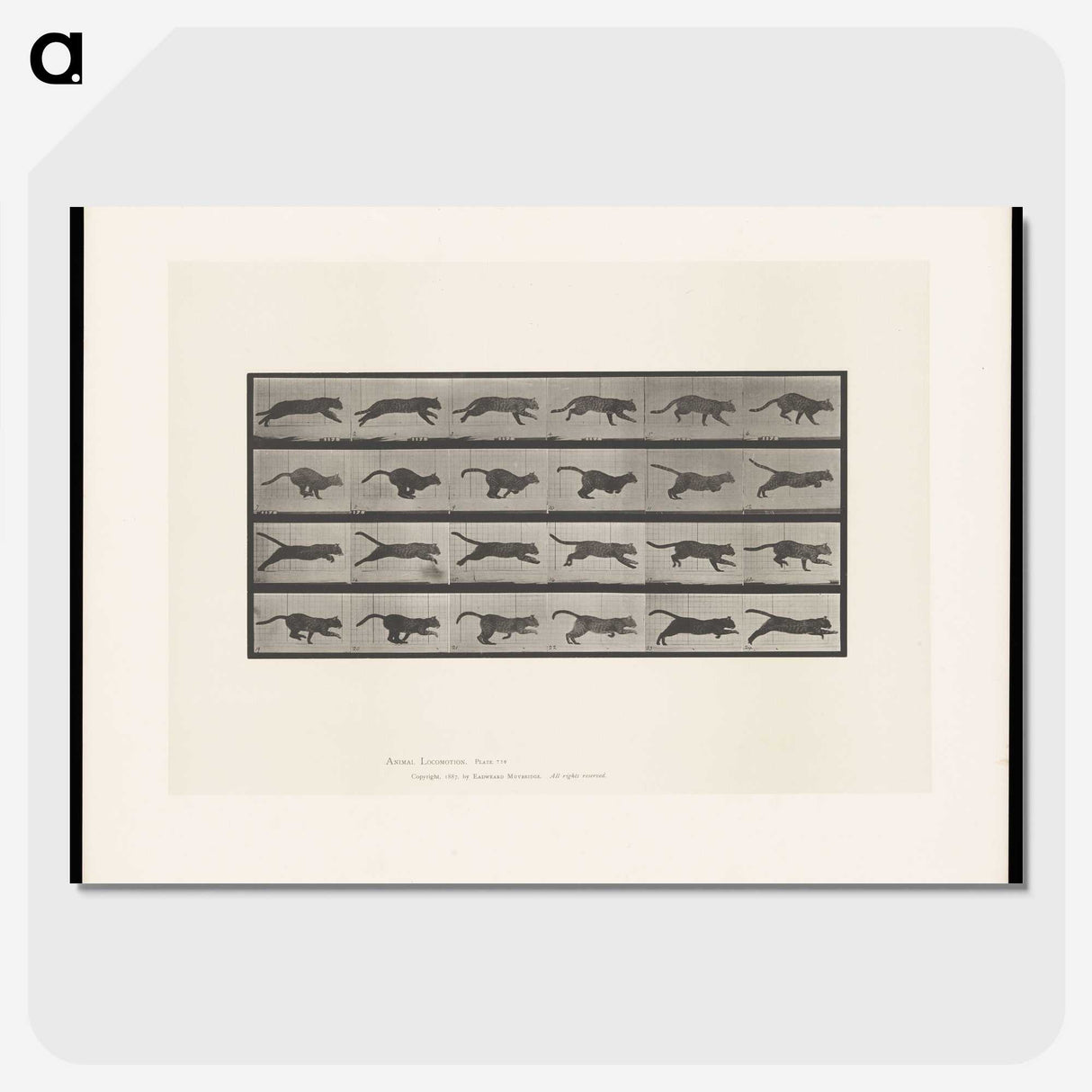 1-53_Eadweard-Muybridge_picture-crop