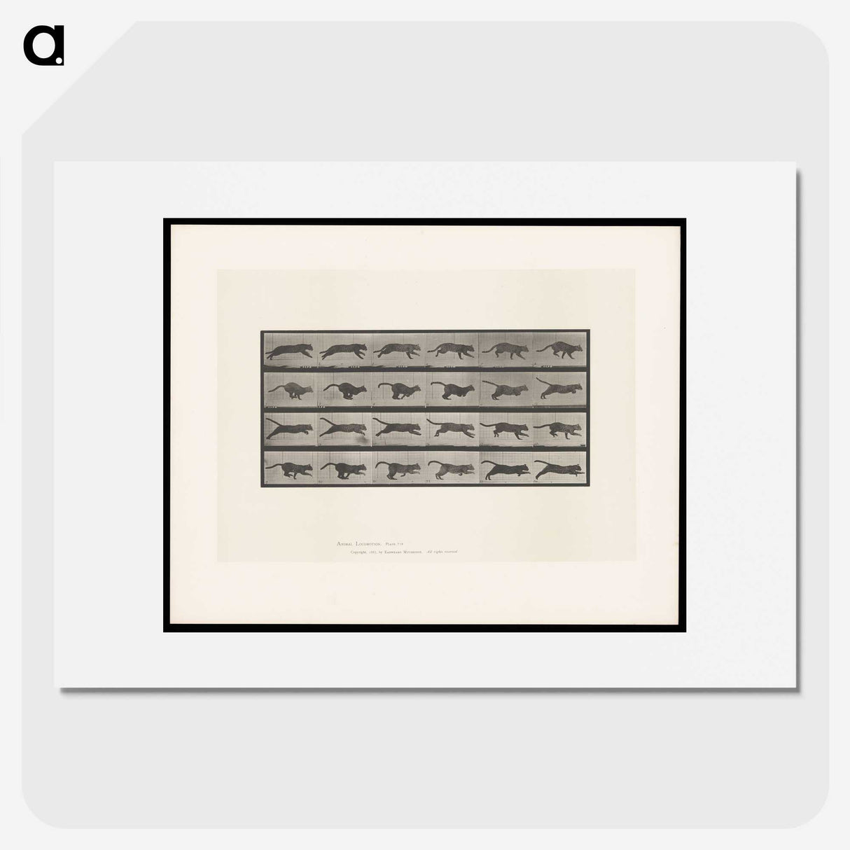 1-53_Eadweard-Muybridge_picture