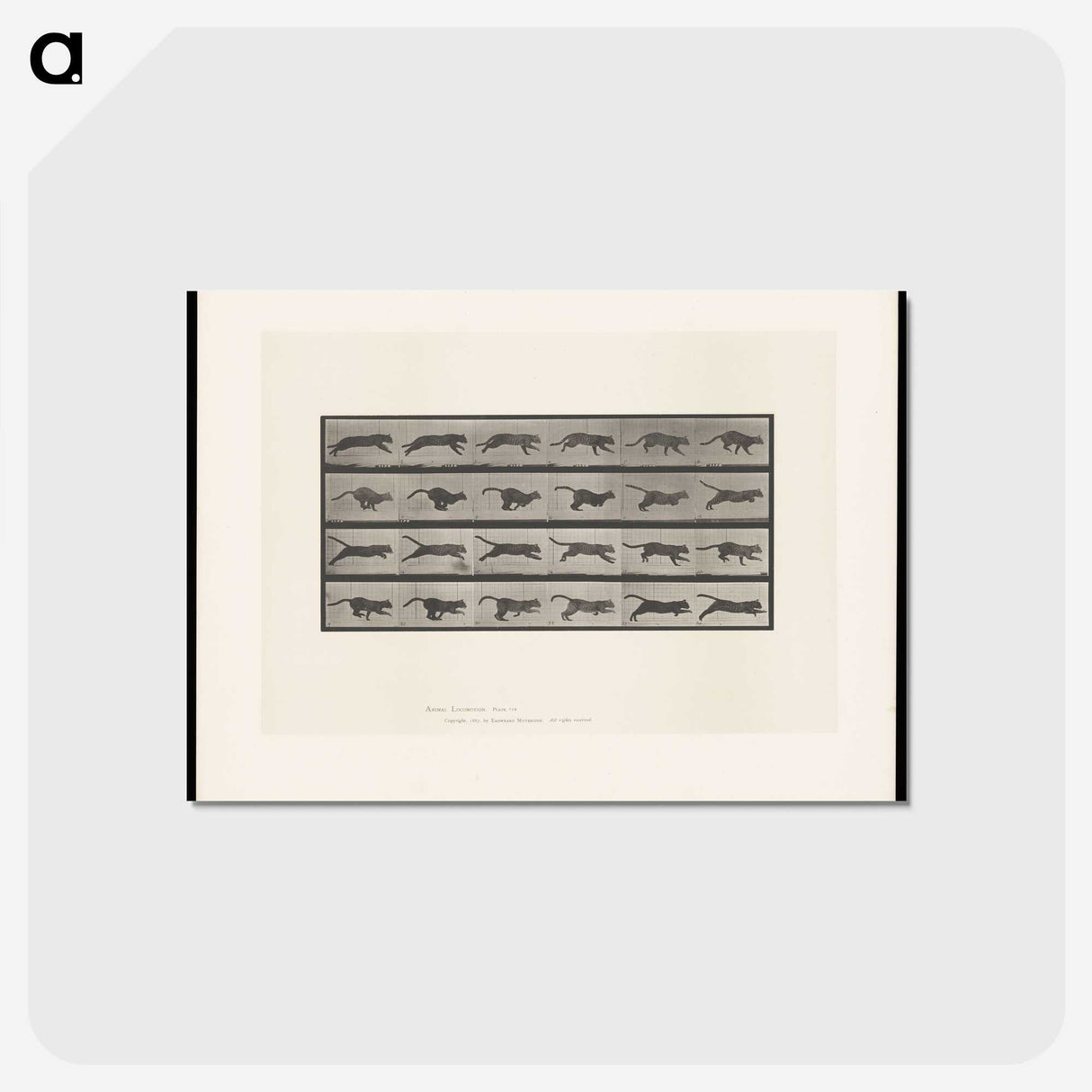 1-53_Eadweard-Muybridge_postcard