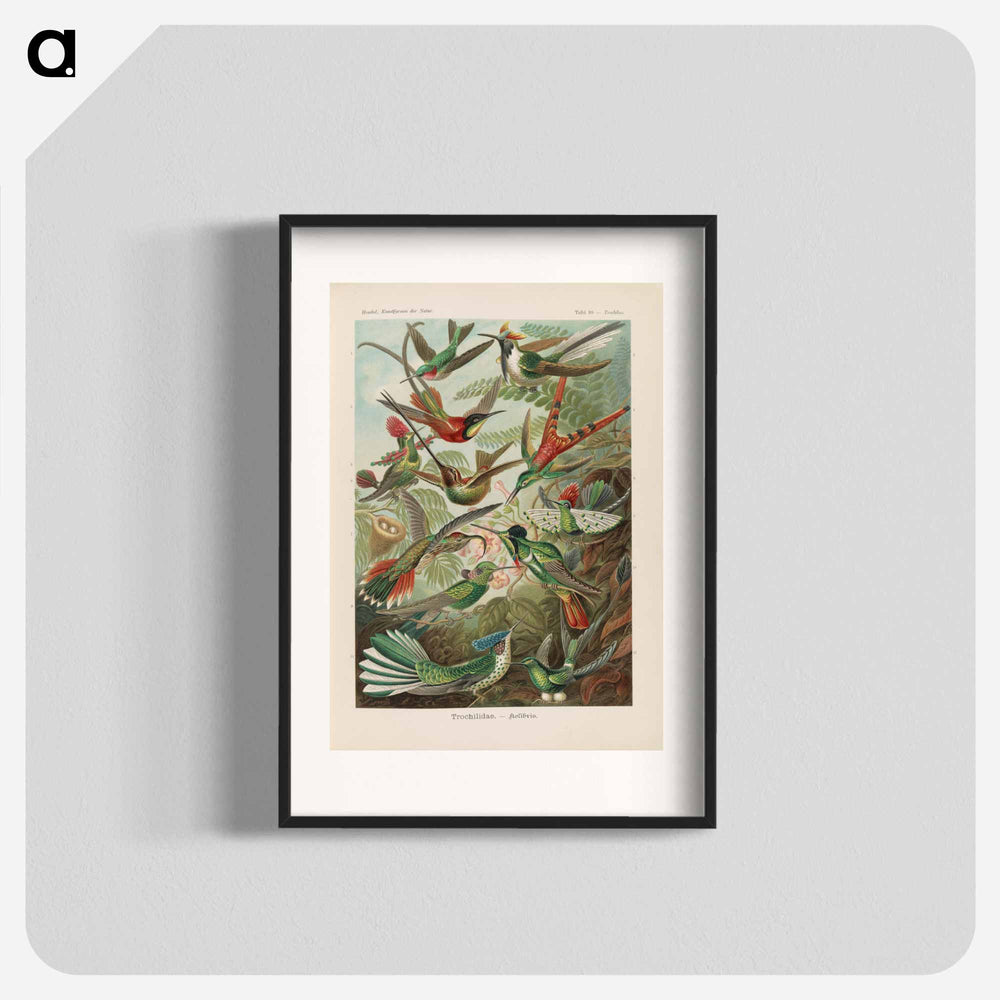 Birds illustration from Kunstformen der Natur - エルンスト ヘッケル Poster.