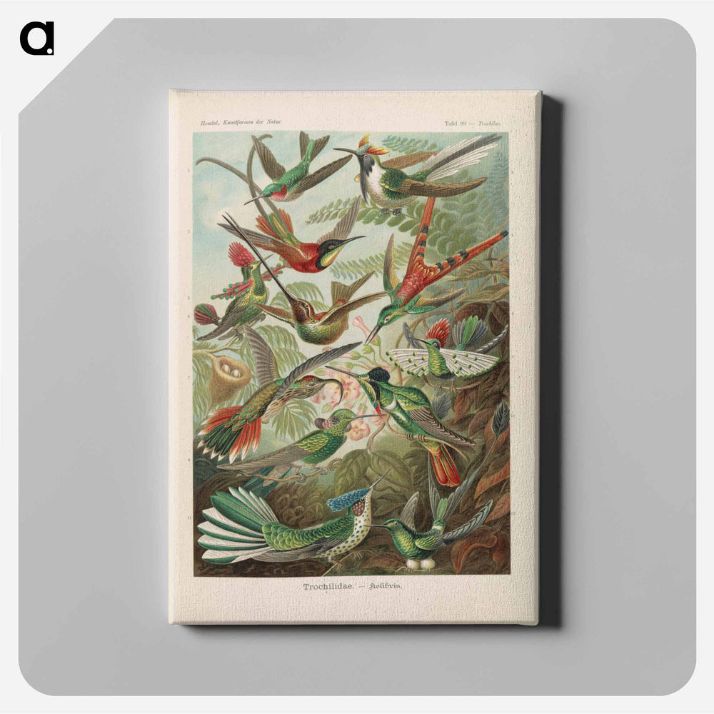 Birds illustration from Kunstformen der Natur - エルンスト ヘッケル Canvas.