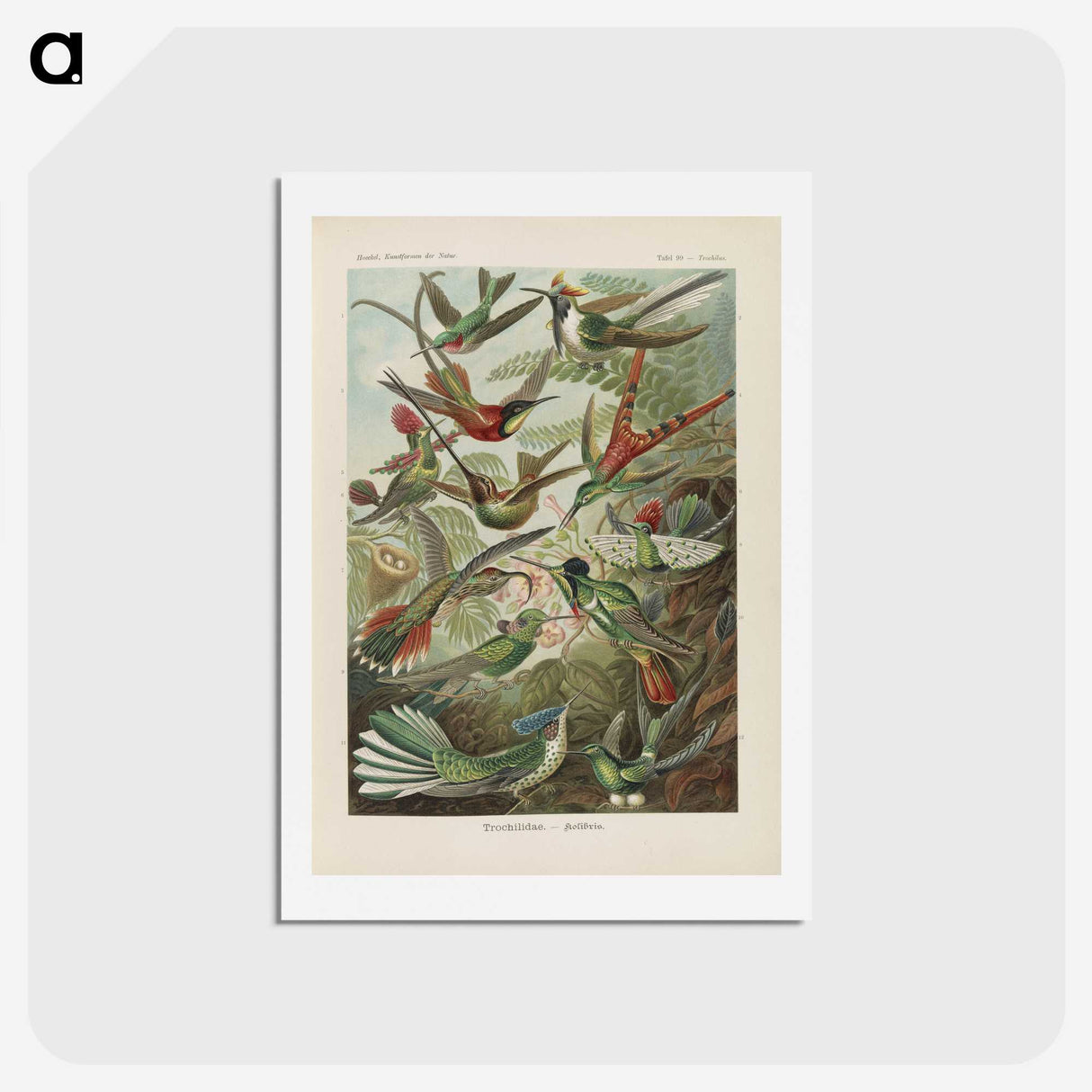 1-53_Ernst-Haeckel_hagaki