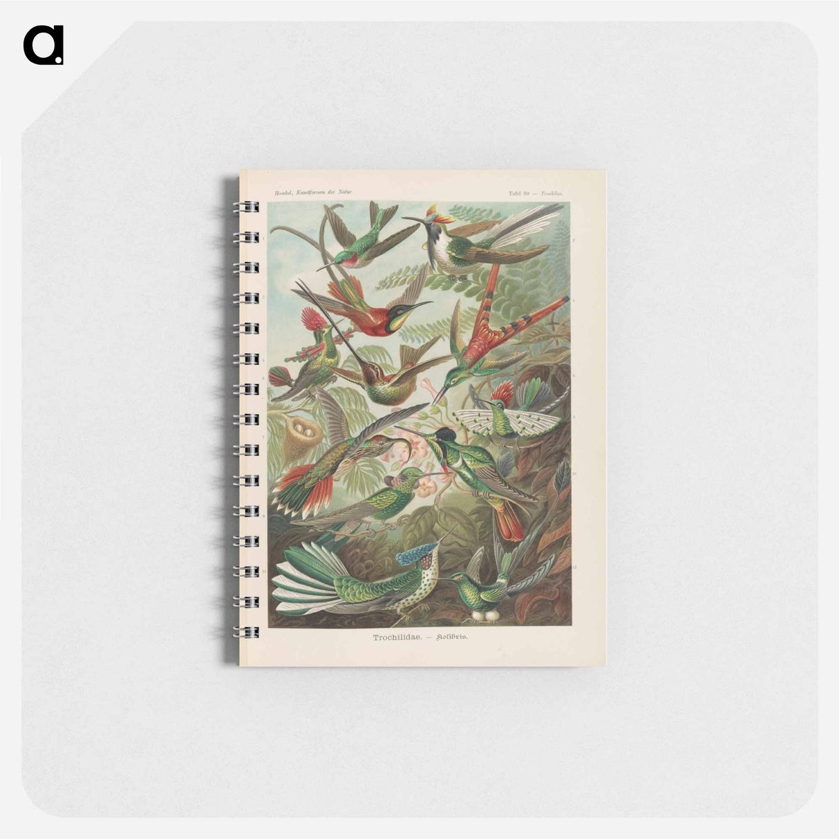 アートメモ帳-Birds illustration from Kunstformen der Natur - エルンスト ヘッケル Memo.