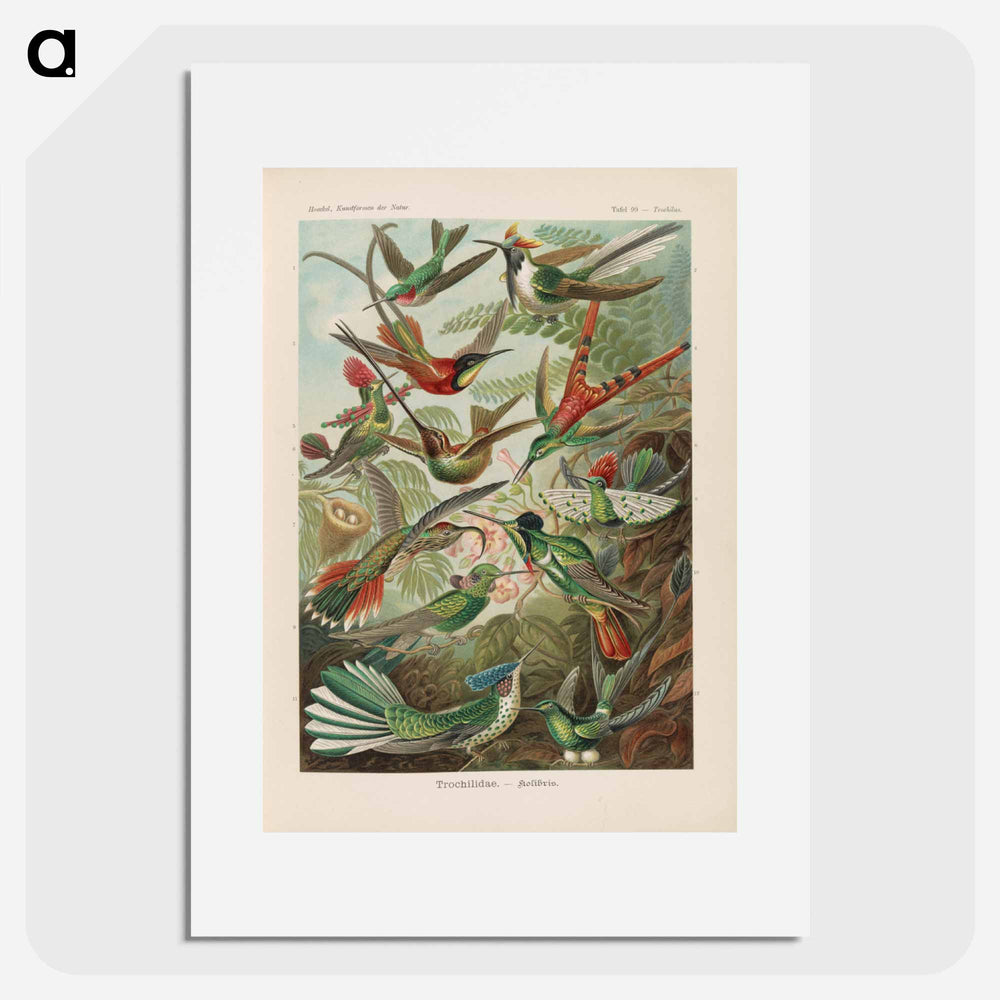 Birds illustration from Kunstformen der Natur - エルンスト ヘッケル Poster.