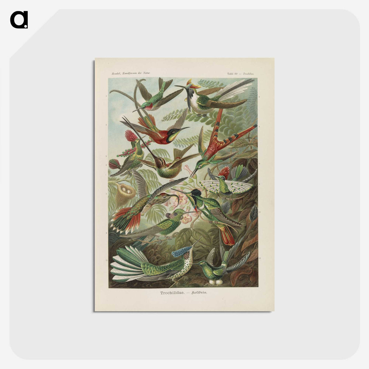 1-53_Ernst-Haeckel_postcard