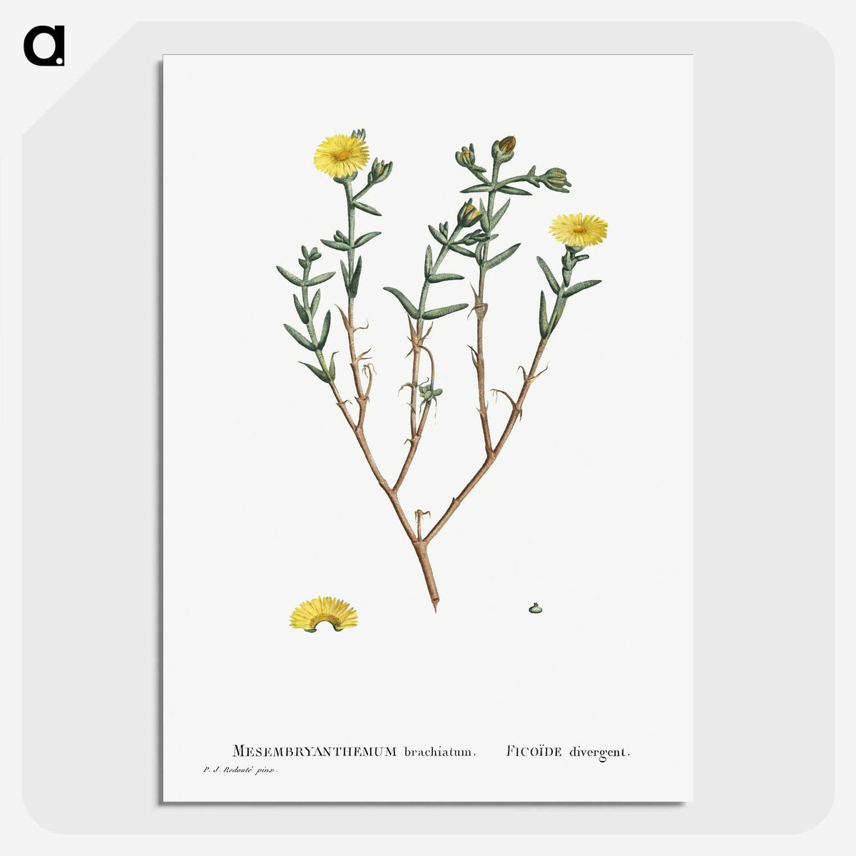 1-53_Histoire-des-Plantes-Grasses_picture-crop