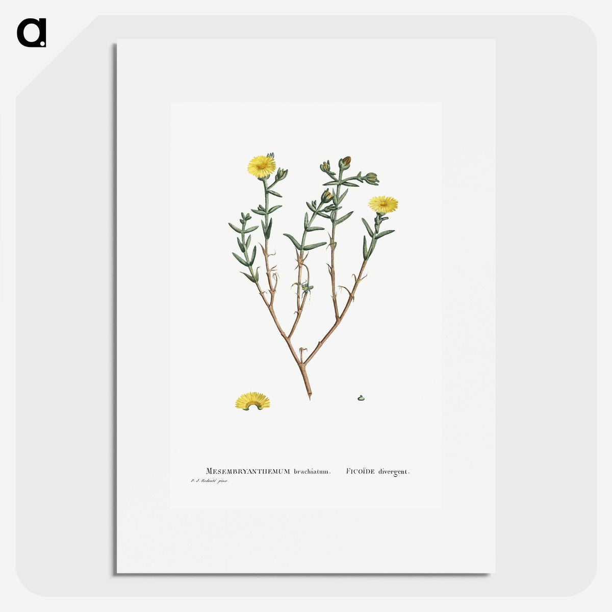 1-53_Histoire-des-Plantes-Grasses_picture