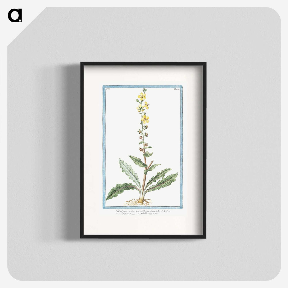 1-53_Hortus-Romanus-Botanical-Plates_blk