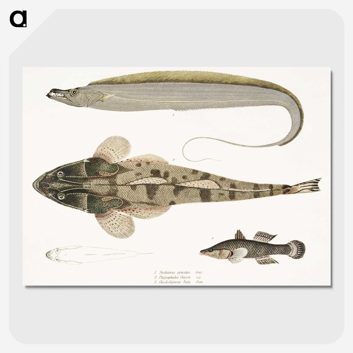 1-53_Indian-Zoology_picture-crop