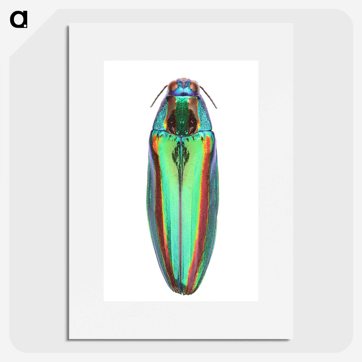 1-53_Insects-Unlocked-Project_picture