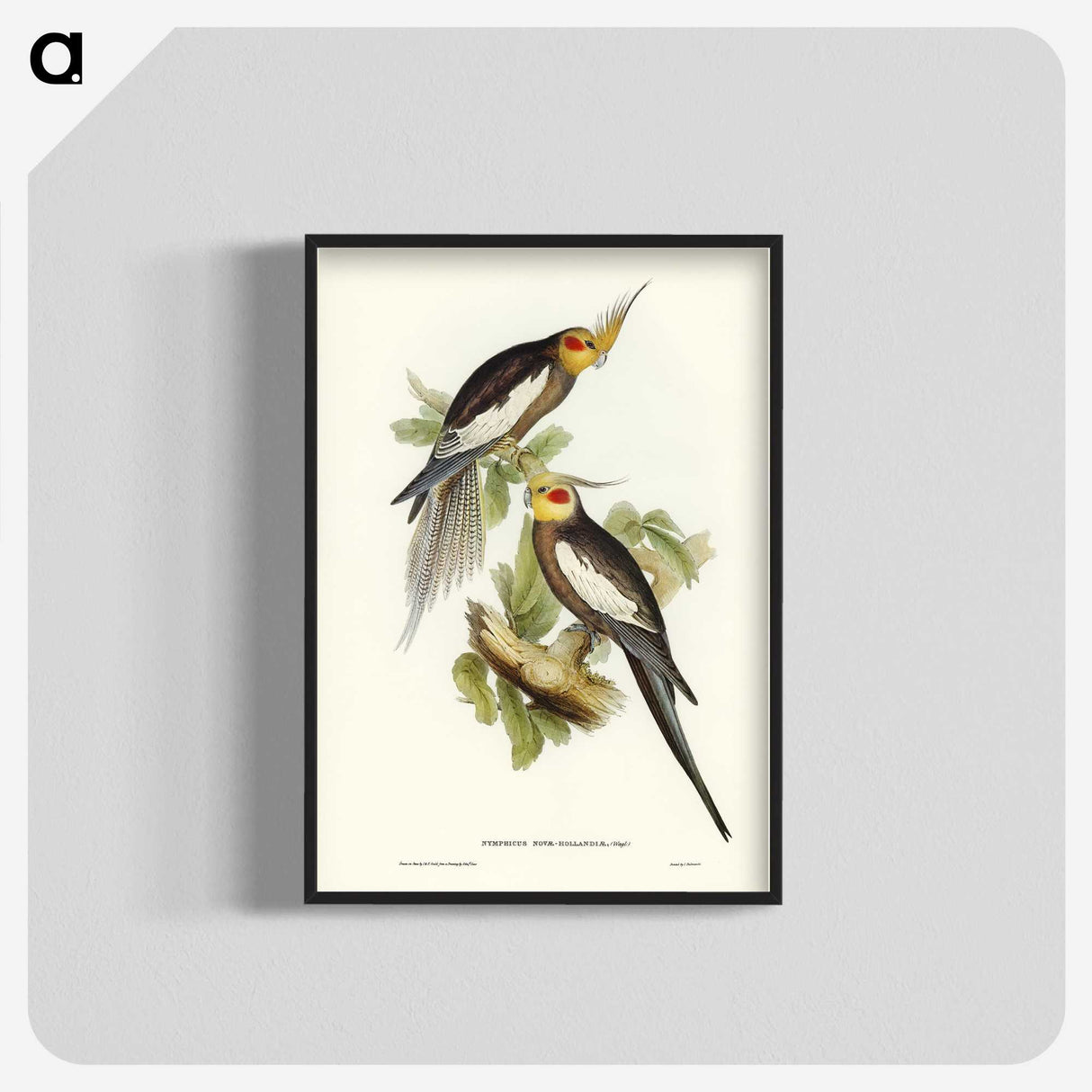 1-53_John-Gould_blk-crop