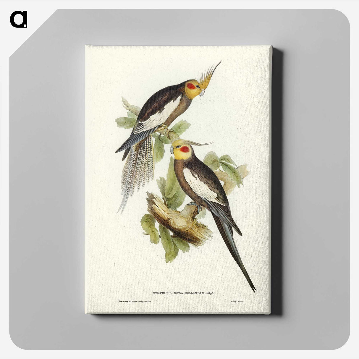 1-53_John-Gould_canvas