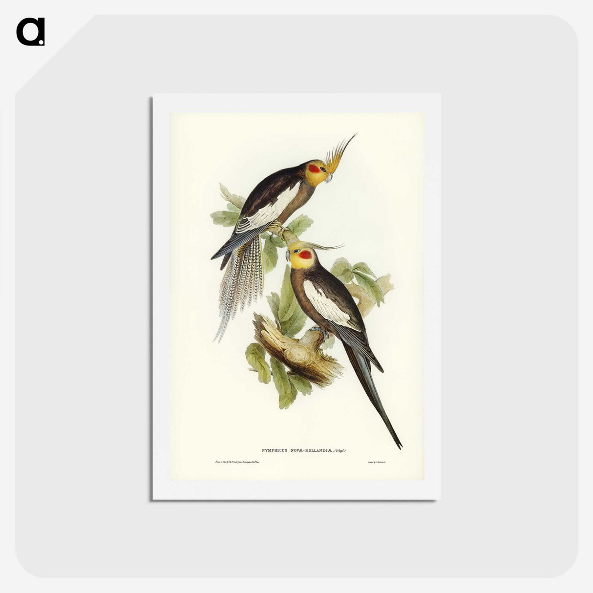 1-53_John-Gould_hagaki
