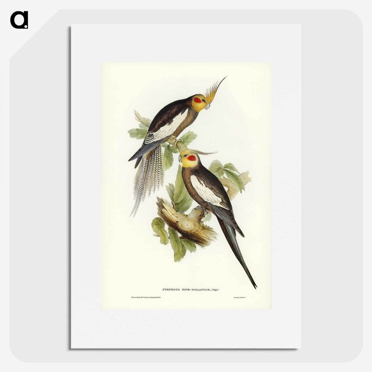 1-53_John-Gould_picture