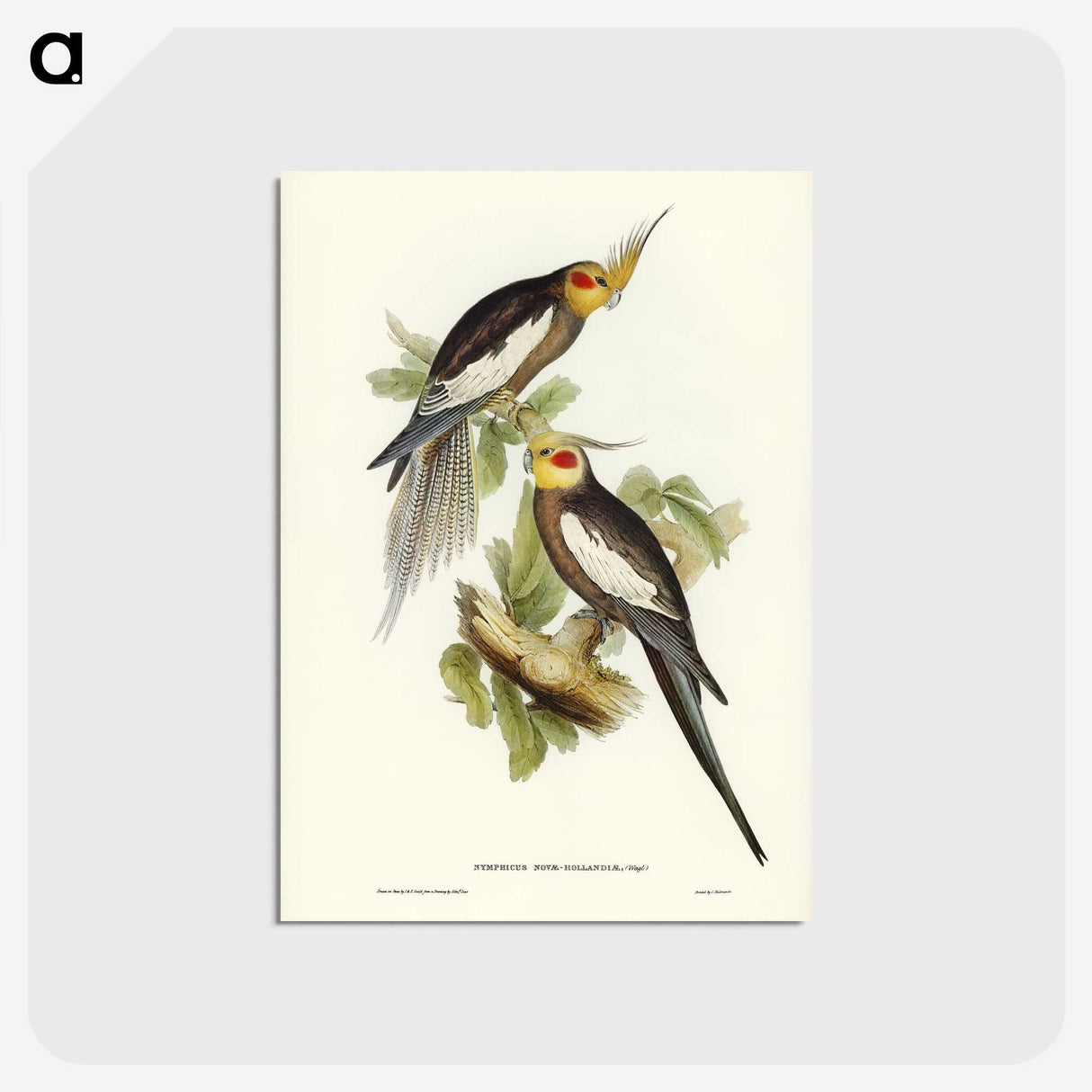 1-53_John-Gould_postcard