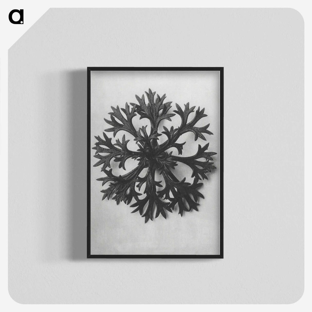 1-53_Karl-Blossfeldt_blk-crop