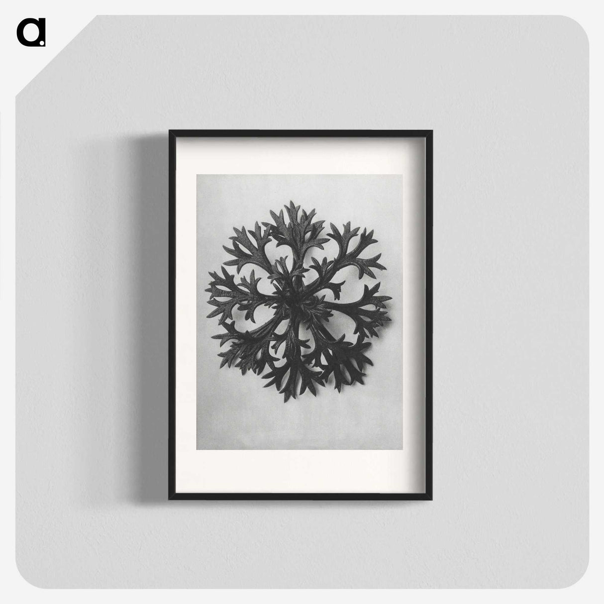 1-53_Karl-Blossfeldt_blk