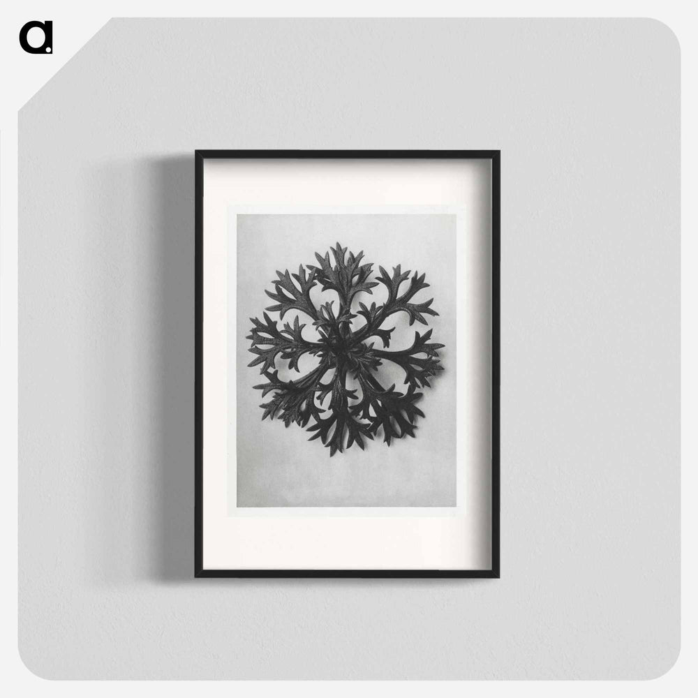 Saxifraga Willkommniana - Karl Blossfeldt Poster.